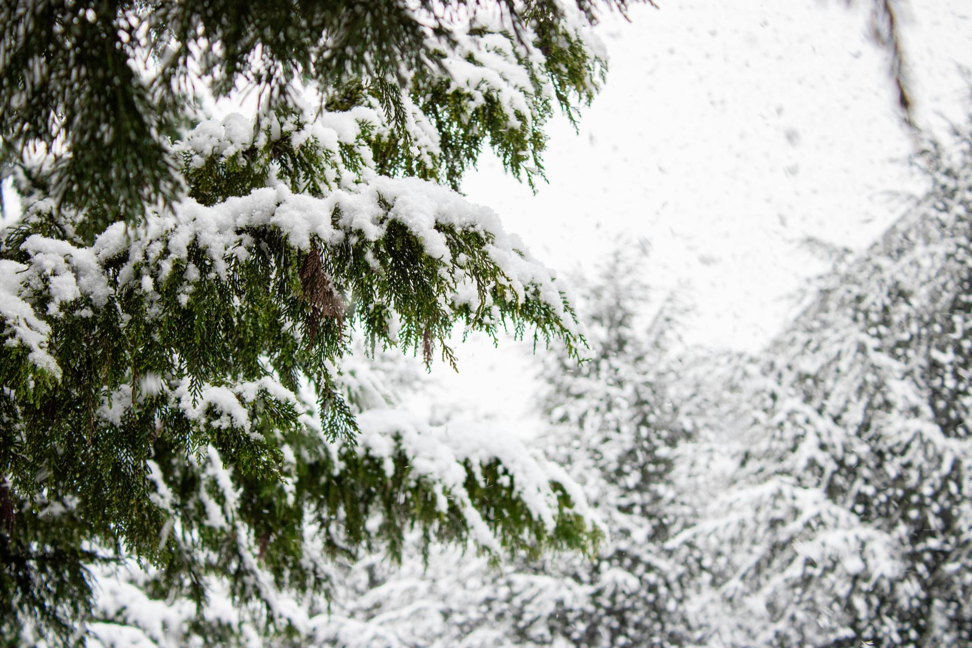 snow-covered-evergreen-tree